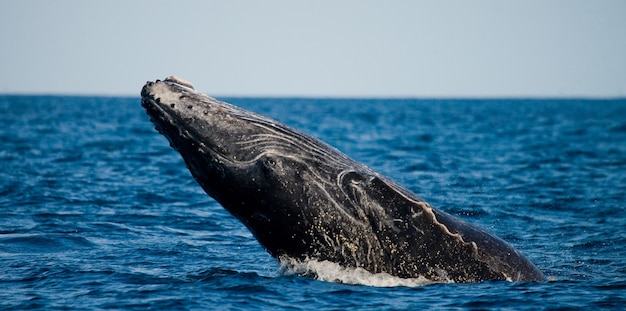 La megattera sta saltando fuori dall'acqua