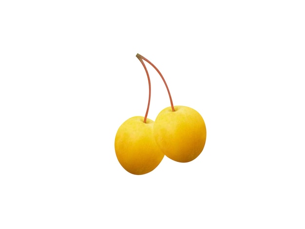 La mela Malus zumi è un frutto commestibile e viene utilizzata come radice tollerante al sale per le mele