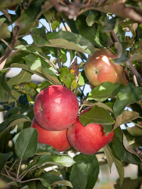 La mela rossa matura sul ramo in giardino. Mellow mele appese a un ramo di un albero in un frutteto. Sfondo della natura.