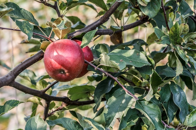 La mela rossa matura sul ramo nel frutteto