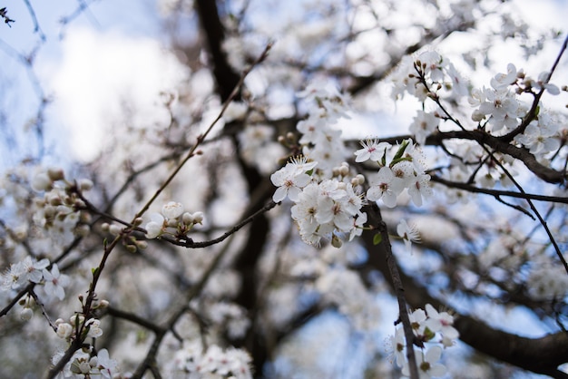 La mela sboccia sugli alberi in primavera