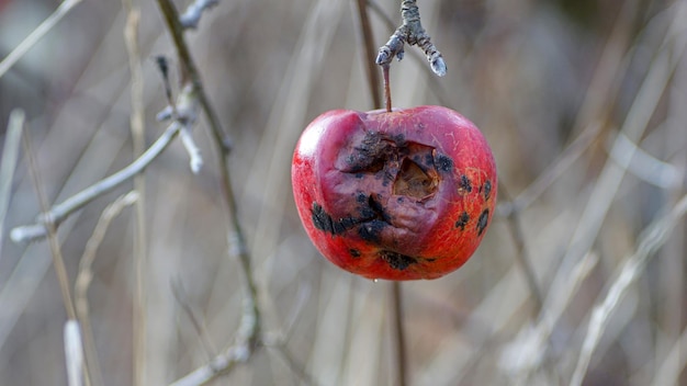 la mela sull'albero veniva mangiata dagli uccelli