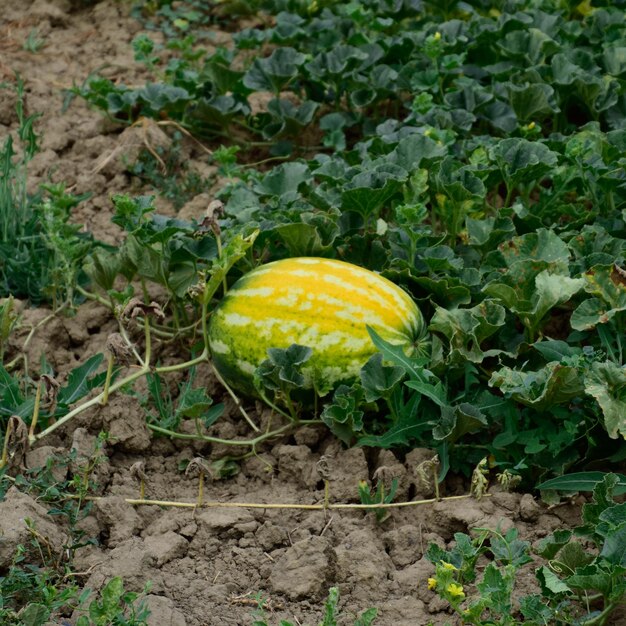 La melona che cresce nel campo