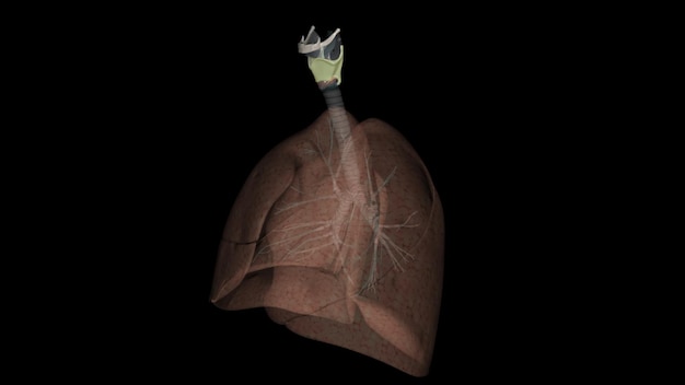 La membrana tiroideoide o membrana iotiroidea è un ampio foglio fibroelastico della laringe