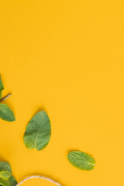 La menta fresca lascia l'erba su giallo