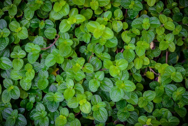 La menta lascia sfondo