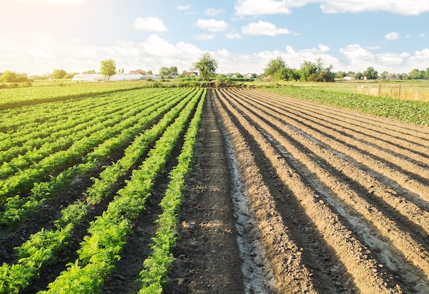 La metà del campo è piantata con una piantagione di carote e la seconda parte è pronta per la semina