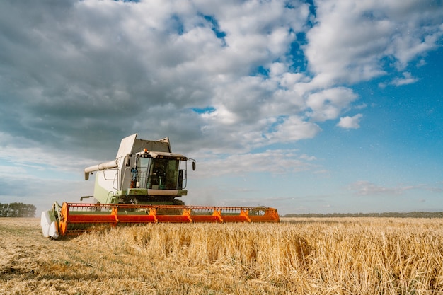 La mietitrebbia raccoglie il grano maturo. Concetto di un ricco raccolto. Immagine dell'agricoltura