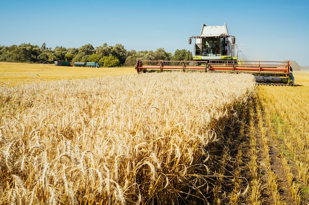 La mietitrebbia raccoglie il grano maturo. Orecchie mature del campo d'oro sullo sfondo del cielo arancione nuvoloso tramonto. . Concetto di un ricco raccolto. Immagine dell'agricoltura