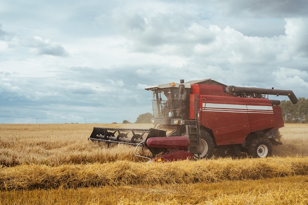 La mietitrebbia raccoglie il grano maturo. Orecchie mature del campo d'oro sullo sfondo del cielo arancione nuvoloso tramonto. . Concetto di un ricco raccolto. Immagine dell'agricoltura