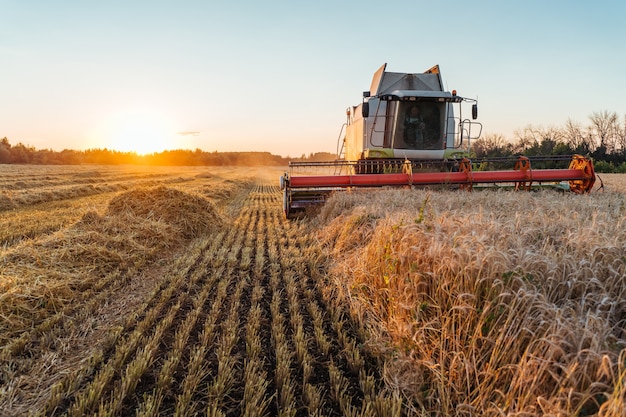 La mietitrebbia raccoglie il grano maturo.