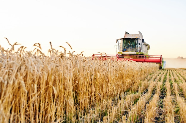 La mietitrebbia raccoglie il grano maturo.