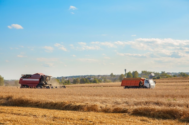 La mietitrebbia rimuove il grano nel campo. Produzione di pane.