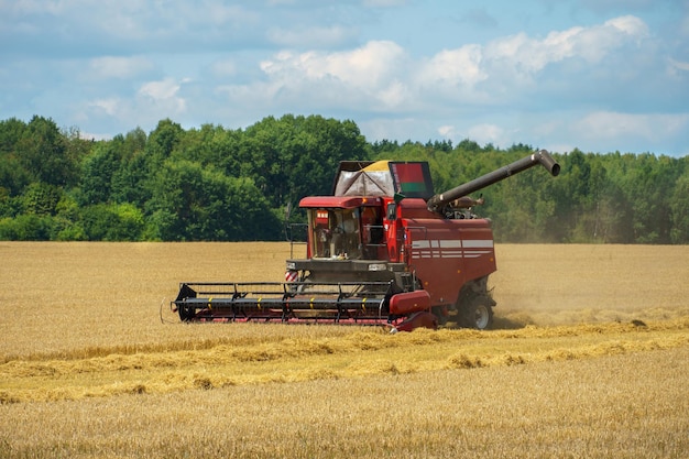 La mietitrebbia sta lavorando sul campo Complesso agroindustriale Stagione della raccolta del grano Raccolta e raccolta della produzione di farina di grano Affare del grano