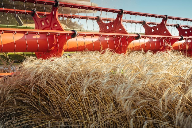 La mietitrebbiatrice raccoglie il concetto di grano maturo di un'immagine agricola ricca di raccolto