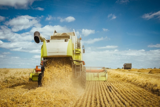 La mietitrebbiatrice raccoglie il concetto di grano maturo di un'immagine agricola ricca di raccolto