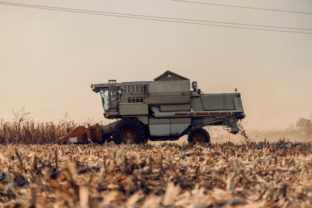 La mietitrice sul campo di grano in un soleggiato pomeriggio autunnale sta raccogliendo a piena capacità. Agricoltura, allevamento e raccolto