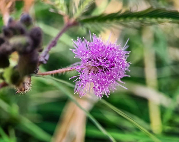 La Mimosa strigillosa è un membro della famiglia dei piselli originari e perenni, la famiglia delle Fabaceae