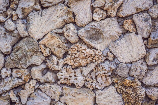 La molteplicità dei coralli sullo sfondo del corallo della struttura del corallo della parete