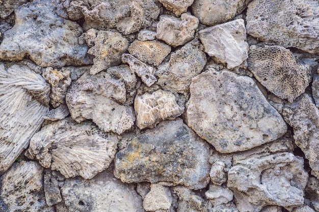 La molteplicità dei coralli sullo sfondo del corallo della struttura del corallo della parete