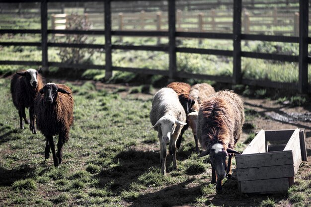 La moltitudine di pecore pasce in un recinto chiuso su un prato di estate