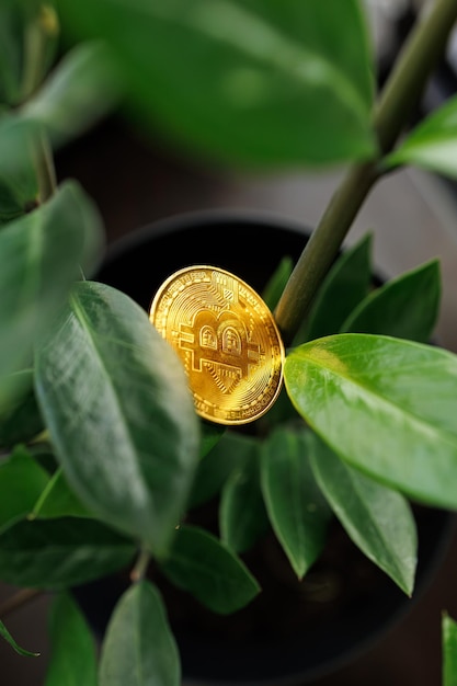 La moneta d'oro Bitcoin è sulle foglie delle piante