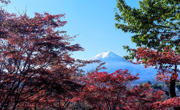 La montagna del Fuji è una bellissima delle foglie rosse