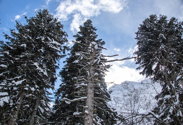 La montagna innevata dietro i rami dei pini