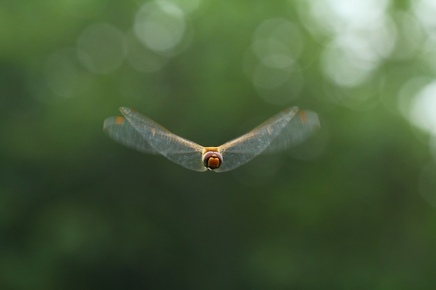 La mosca del drago vola