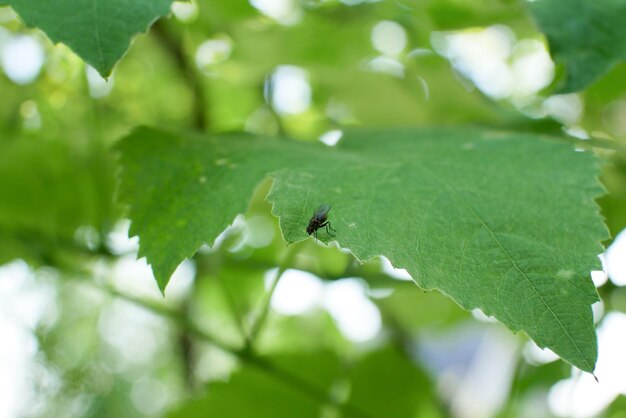 La mosca è seduta sulle foglie verdi Insetti estivi