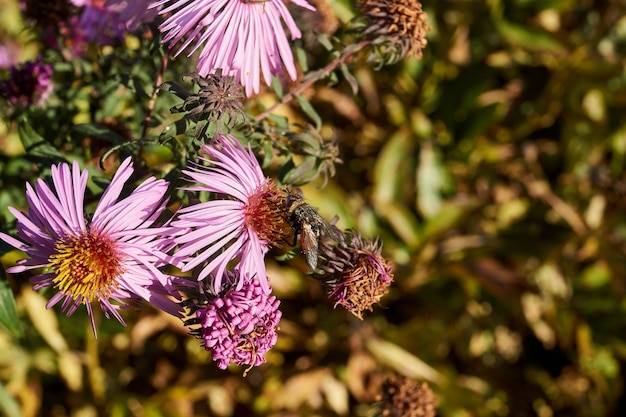 La mosca raccoglie il nettare dai fiori. Autunno.