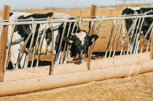 La mucca con un solo corno guarda la telecamera mentre mangia mangime in un abbeveratoio attraverso le sbarre