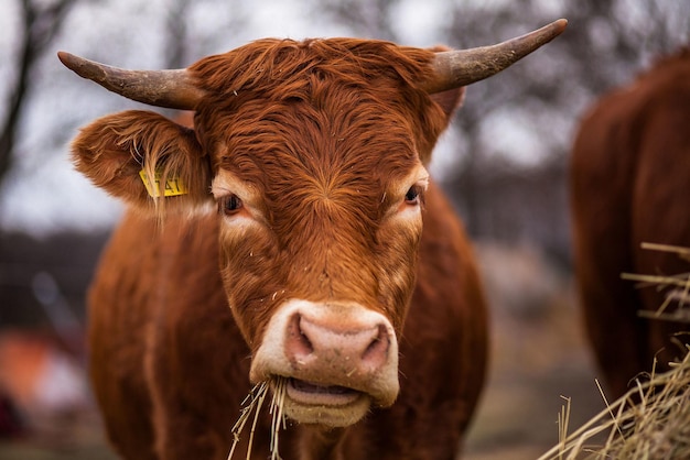 La mucca dai capelli rossi sta mangiando il fieno.