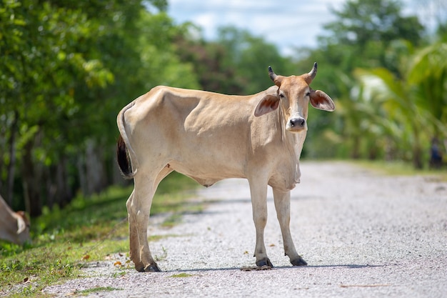 La mucca è sulla strada in Tailandia rurale