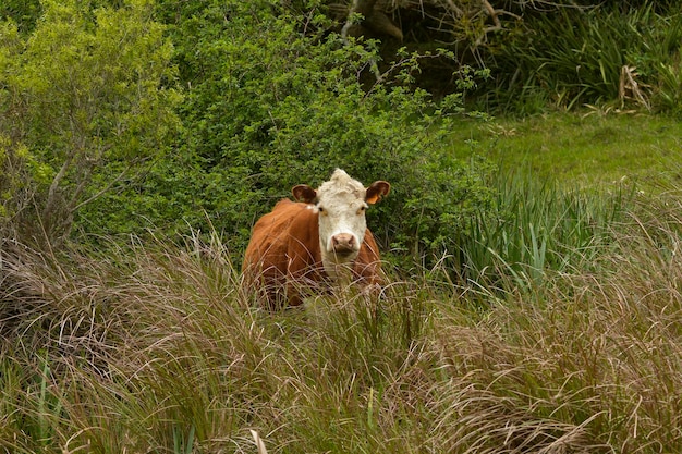 La mucca è un mammifero artiodattilo della famiglia dei bovidi