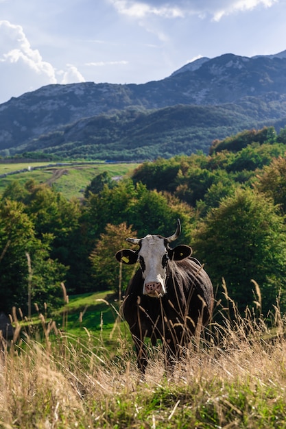 La mucca guarda nel telaio. Montenegro, Parco nazionale del Durmitor