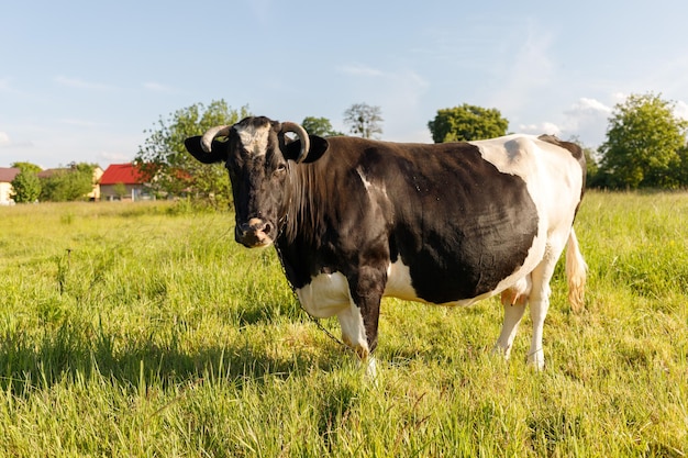 La mucca in bianco e nero pascola in estate