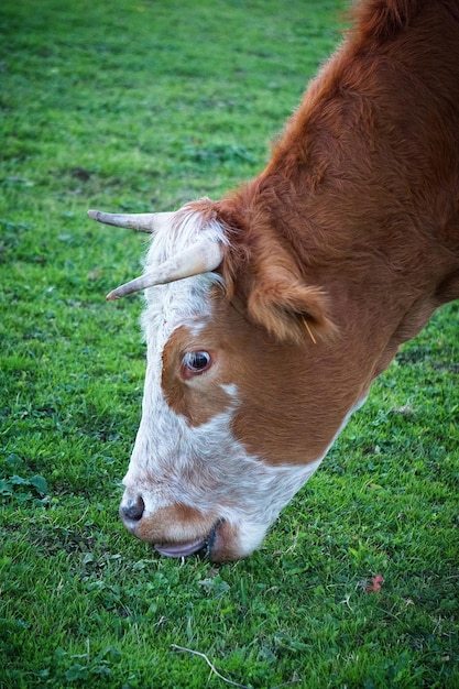 La mucca in montagna