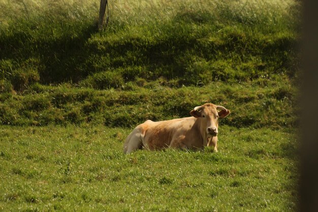 La mucca in piedi sul campo