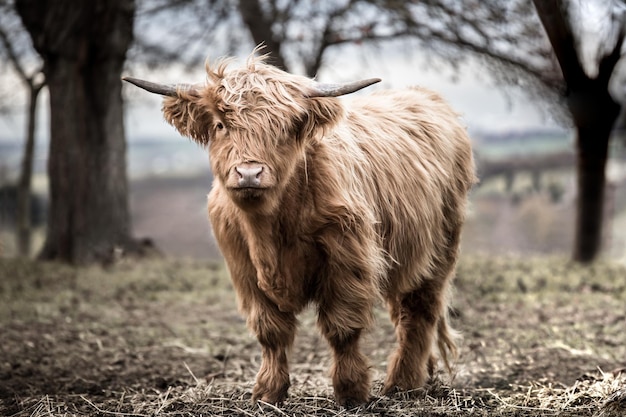 La mucca in piedi sul campo