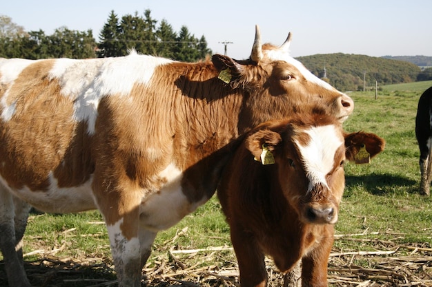 La mucca in piedi sul campo