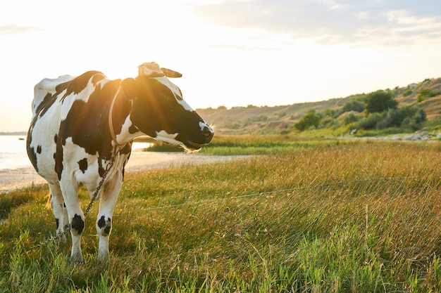 La mucca macchiata pasce in un prato vicino al mare