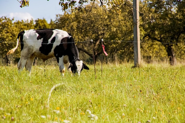 La mucca maculata pascola in un prato verde