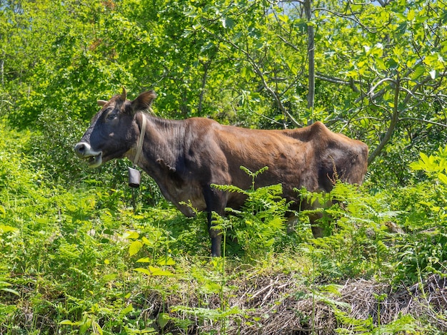 La mucca mangia l'erba nel cespuglio l'animale sta pascolando Natura e animali mucca marrone che mangia Atmosfera del villaggio