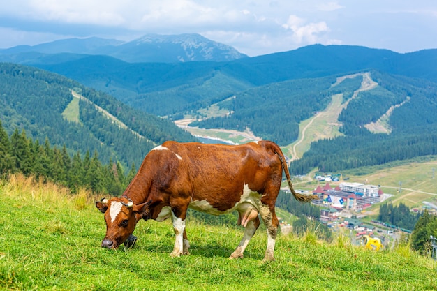 La mucca marrone pascola in una luminosa giornata estiva in montagna. Aria fresca e paesaggio naturale.
