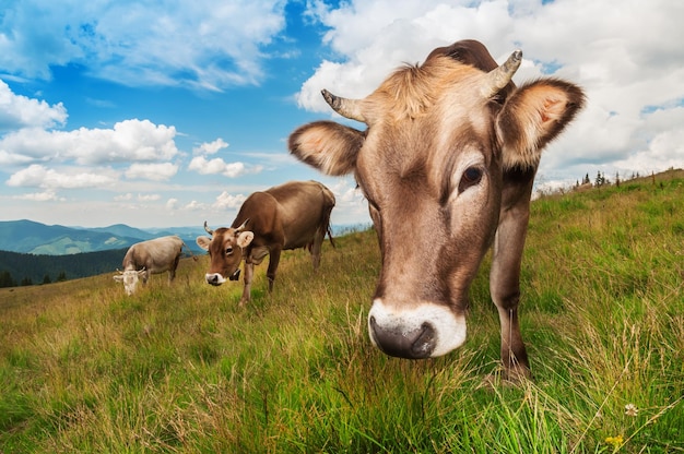 La mucca marrone sveglia esamina la macchina fotografica