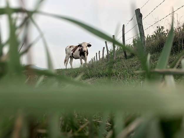 La mucca Montbeliarde è una razza di bovini da latte pezzati rossi, in piedi in campo nel Doubs, Borgogna, regione Franche-Comte della Francia orientale, Europa