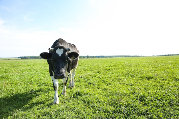 la mucca pascola sull'erba verde in estate