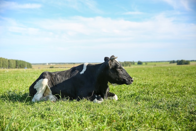 la mucca pascola sull'erba verde in estate