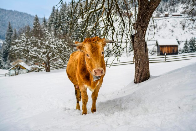 La mucca rossa nella neve nei Carpazi del villaggio. Inverno in montagna Carpazi in Ucraina.